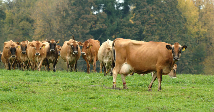 Индекс осеменения коров