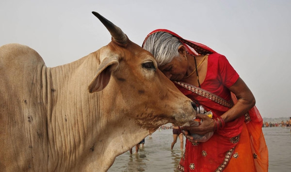 Индийская корова