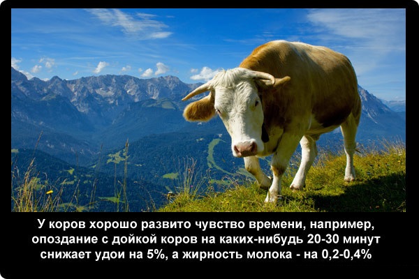 Самые интересные факты о коровах