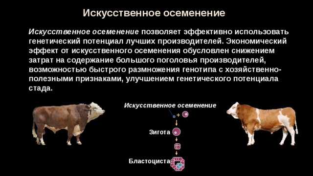 Укажите причины ослабления позиций животноводства на кубани. Способы искусственного осеменения КРС. Схема искусственного осеменения коров. Искусственное осеменение коров преимущества. Маточный метод искусственного осеменения коров.