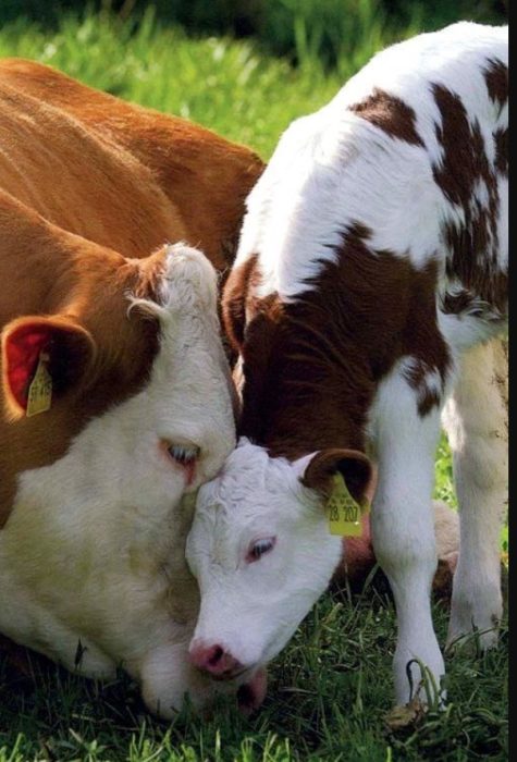 Эмбриональное оплодотворение коров