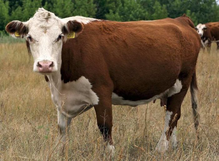 Характеристика казахской белоголовой породы коров