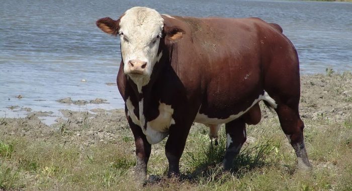 Характеристика казахской белоголовой породы коров