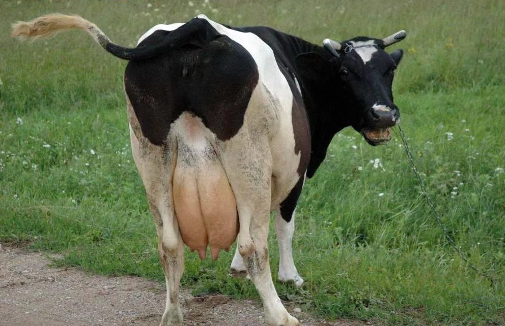 Выпадение матки у коров