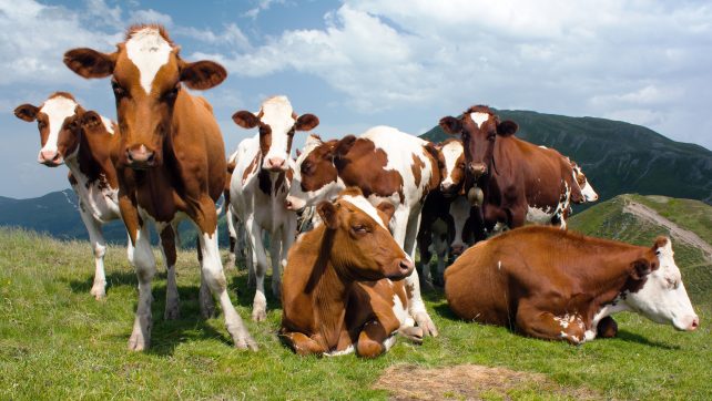 Группа коров