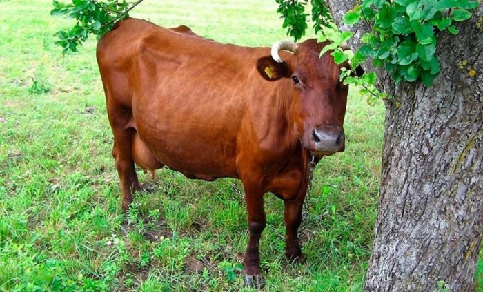 Горбатая корова