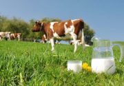Учёт и оценка молочной продуктивности коров