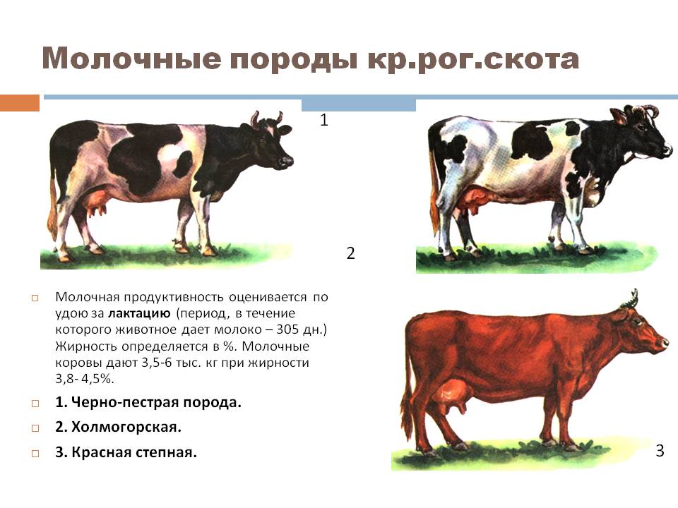 Сколько растет корова. Ярославская порода крупного рогатого скота. Ярославская порода коров продуктивность. Молочная продуктивность крупнорогатого скота. Породы КРС молочного направления продуктивности.