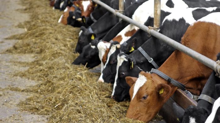 Влияние раздоя на молочную продуктивность коров