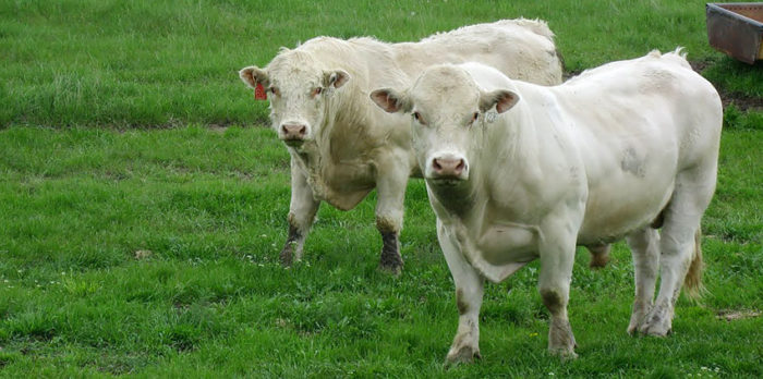 Воронежская порода коров
