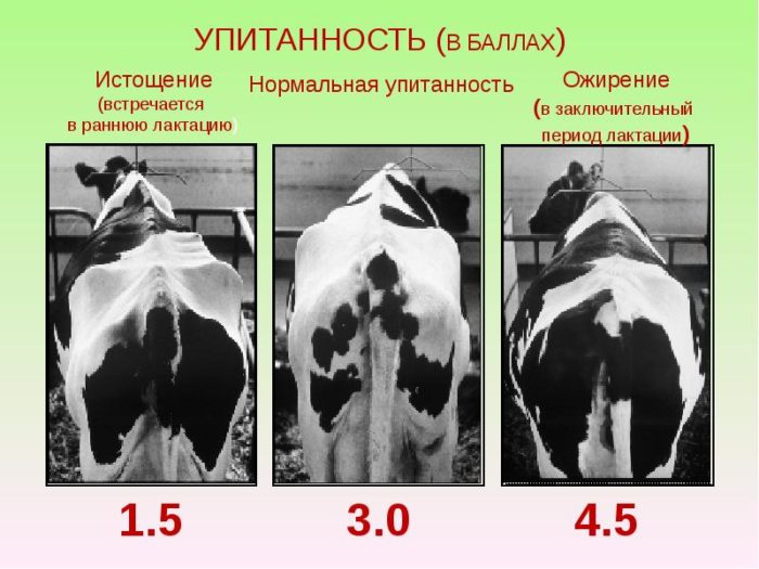 Влияние упитанности коров на их молочную продуктивность