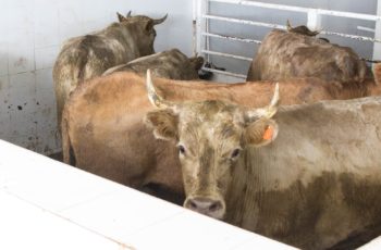 Влияние упитанности коров на их молочную продуктивность