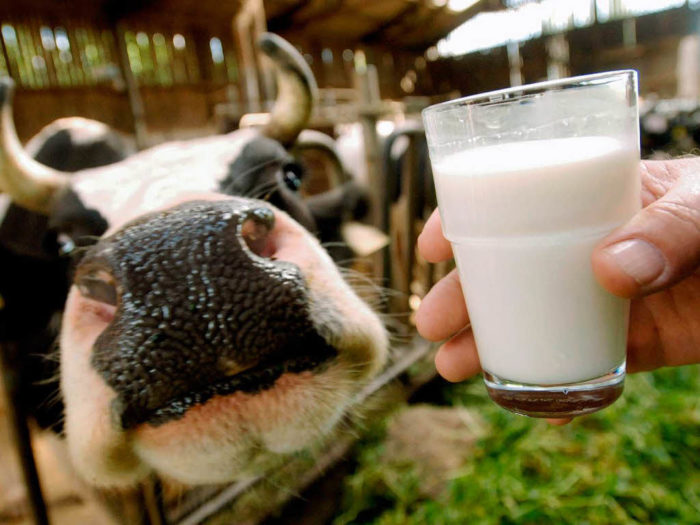 Влияние раздоя на молочную продуктивность коров