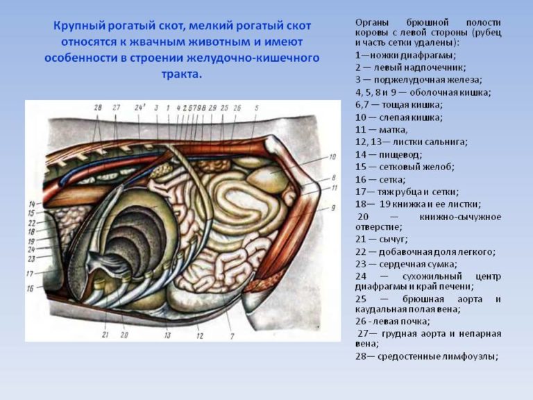 Пищеварительная система коровы схема