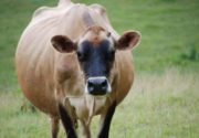 Выкидыш у коровы на раннем сроке беременности