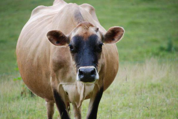 Выкидыш у коровы на раннем сроке беременности