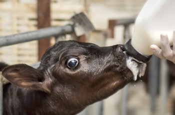 Заменитель молока коровьего