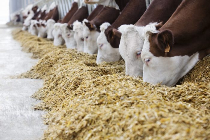 Защищённый жир в кормлении коров