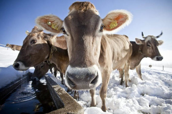 Зимний корм коров