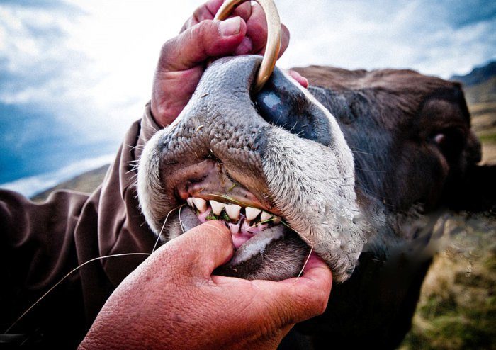 Зубы коровы