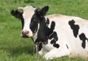 Выделения белые у коровы после осеменения