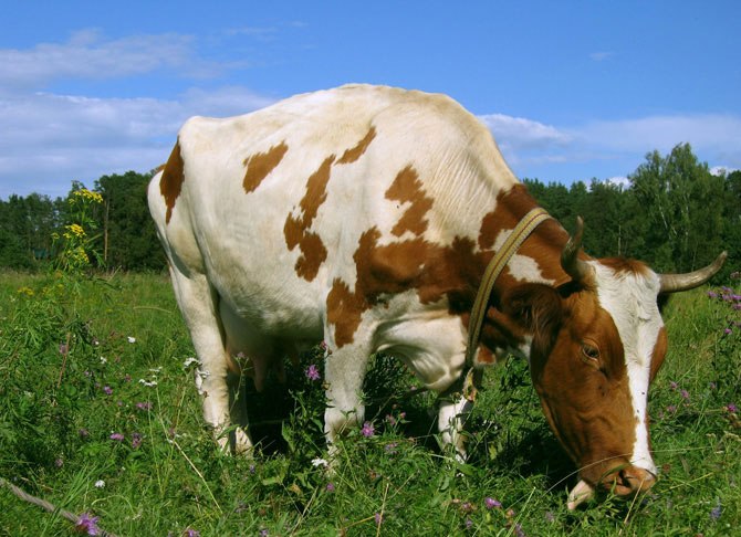 Белые выделения у коровы после осеменения