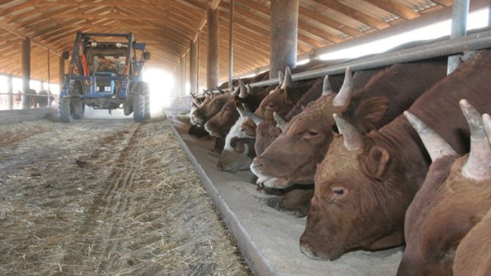 Выгодно ли разводить бычков на мясо?