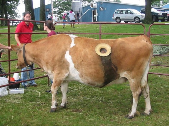 Дырка в боку у коровы