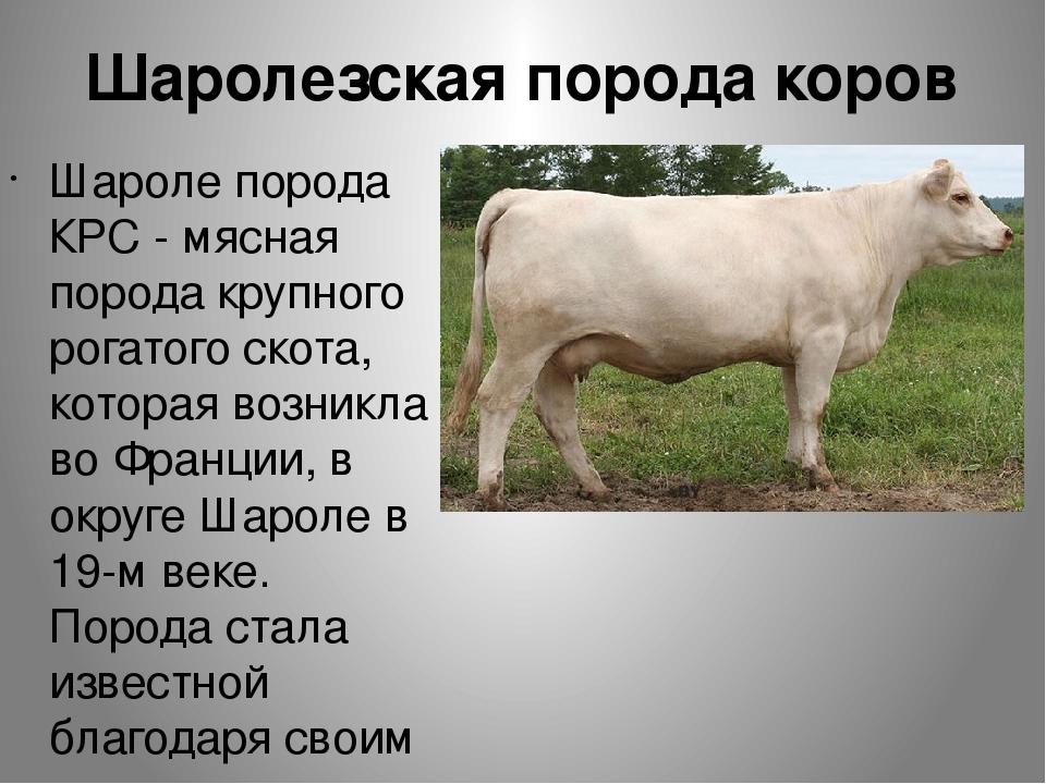 Мясные породы коров в россии фото и описание