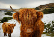 Шотландская корова