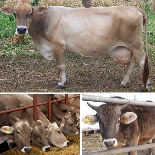 Характеристика швицкой породы коров
