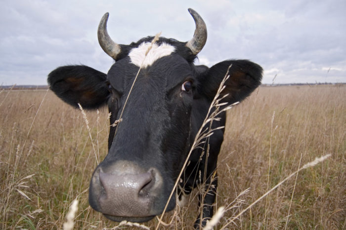 Что такое запуск коровы и как его провести?