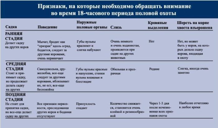 Во сколько месяцев начинает шевелиться теленок у коровы?