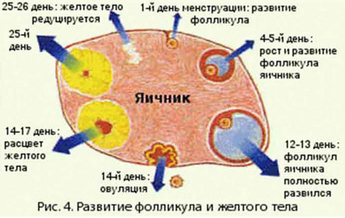 Что такое желтое тело и как оно образуется