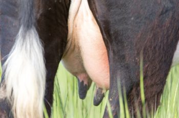 Чем лечить болячки на вымени у коровы?