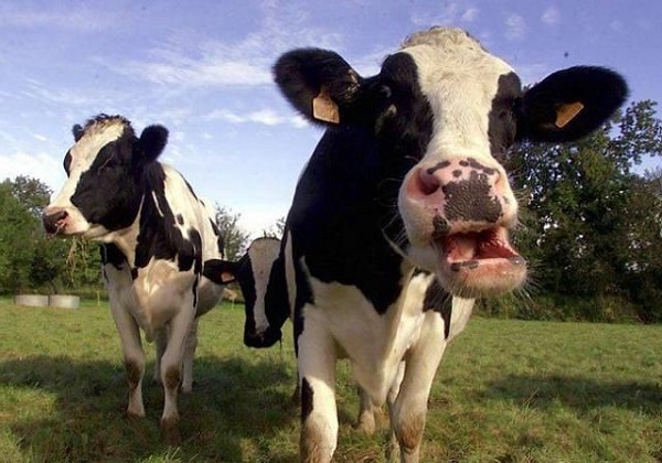 Корова не жует жвачку и не ест