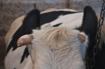 Что делать корова сломала рог?