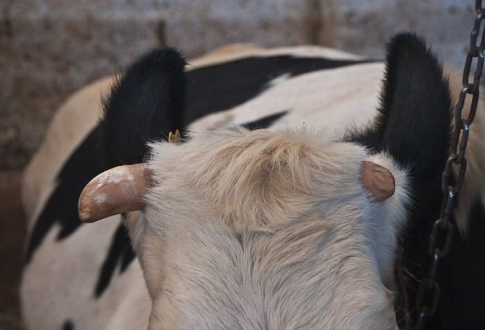 Что делать корова сломала рог?