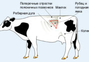 Где у коровы находится голодная ямка?