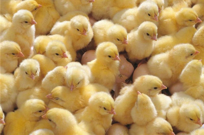 Антибиотик для цыплят