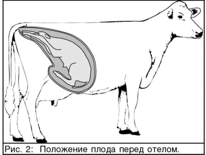 Начало родовой деятельности коровы