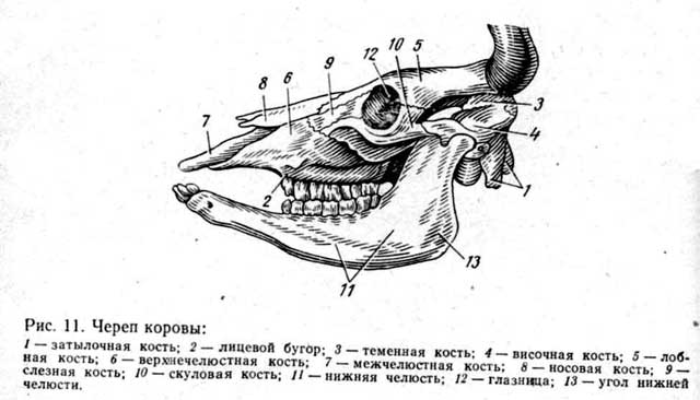 Скайрим красные черепа где их найти