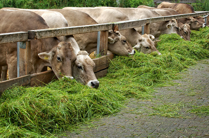 Ферма для коров