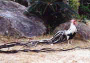 Йокогамская порода кур