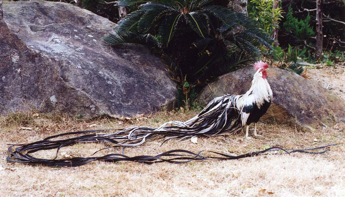 Йокогамская порода кур