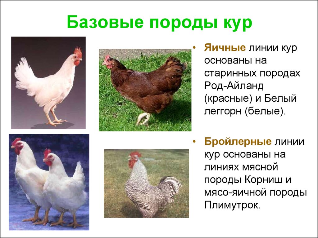 Курицы мясо яичного направления
