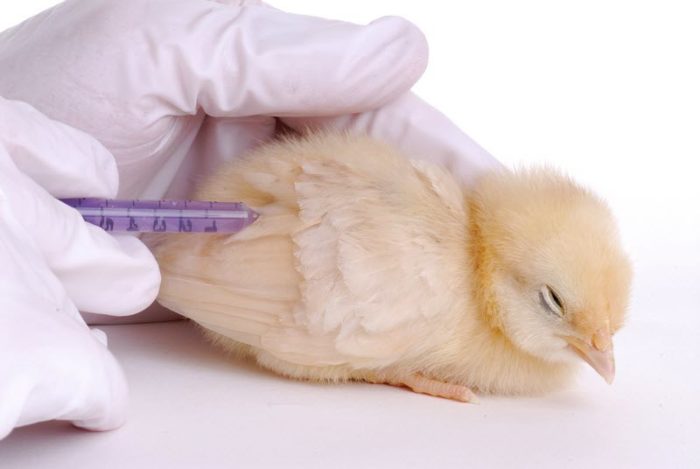 Вакцины для птицеводства