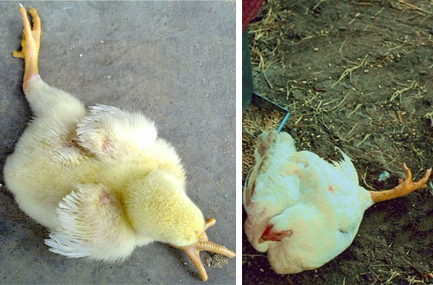 Почему бывает шпагатик у цыплят и как можно исправить этот дефект
