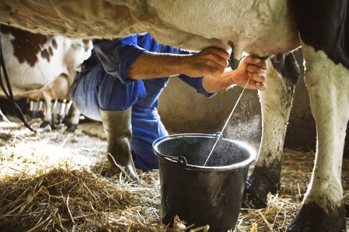 Что делать, если корова не дает молоко?