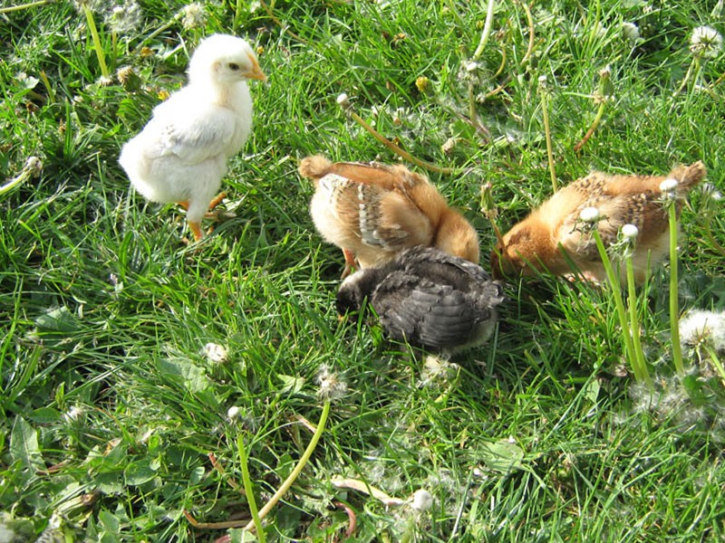 Какую траву можно давать цыплятам. Цыплята. Цыпленок в траве. Курица на траве. Бройлер на траве.